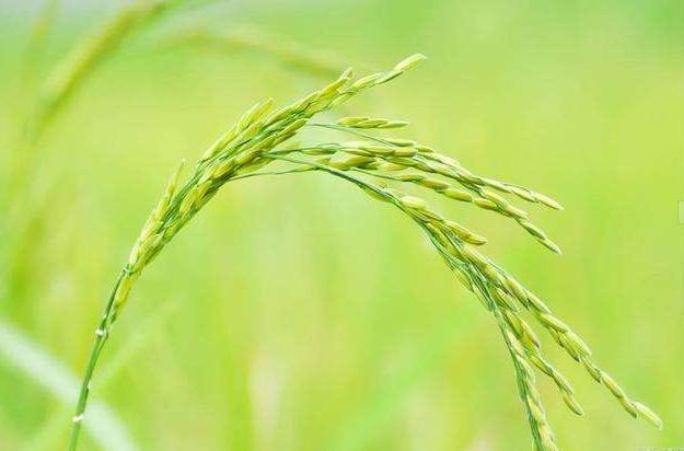 强降雨为水稻生产带来的问题及防控方案